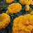 dhiraj_2024